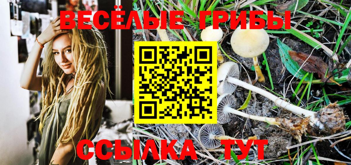 Галлюциногенные грибы Psilocybe Рославль